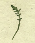 una varietà (specie) di cicoria - cichorium - milano parco sud giu 2011